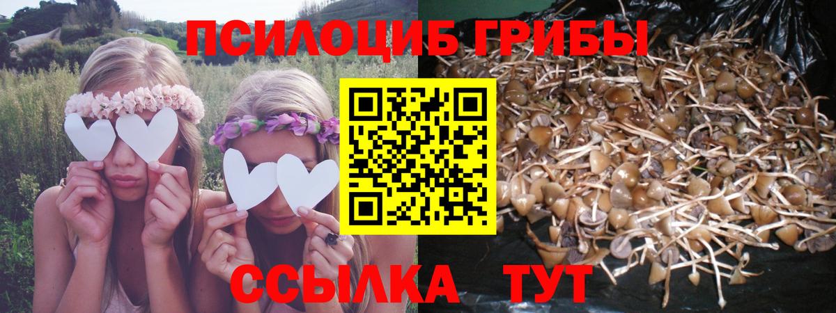 Псилоцибиновые грибы прущие грибы Ачхой-Мартан
